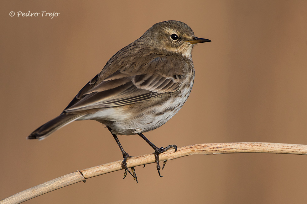 Bisbia alpino (Anthus spinoletta)